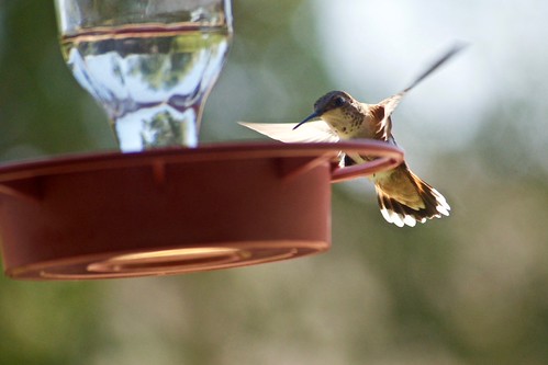 Rufous Hummingbird | by phicks172