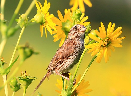 song sparrow cup plant flowers decorah prairie winneshiek county iowa larry reis