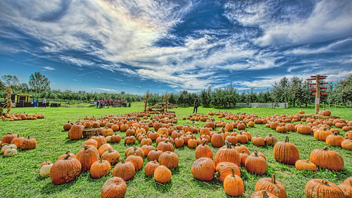 fallharvestorchard pumpkins orange