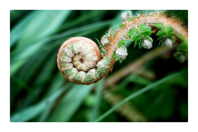 Unfurling fern