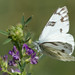 Flickr photo 'Western White, Pontia occidentalis' by: d_robichaud.