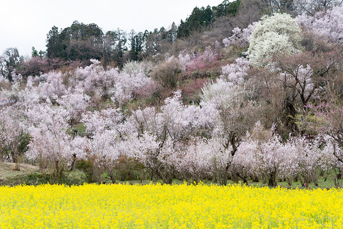 2015 桜 福島市 福島県 菜の花 日本 nikond610 japan fukushima spring 春 cherryblossom