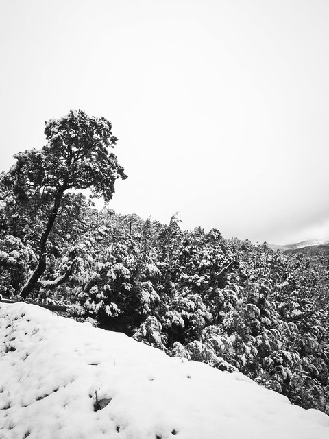 snow day Tasmania (digital)