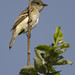 Flickr photo 'Willow Flycatcher, Empidonax traillii (Audubon, 1828)' by: Misenus1.
