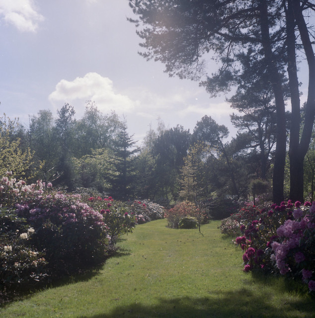 Læsø - Rhododendronpark