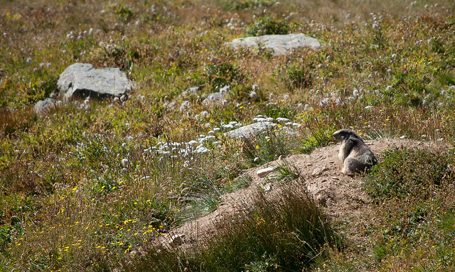 Marmotta nel piano del Nivolet, Parco nazionale del Gran Paradiso