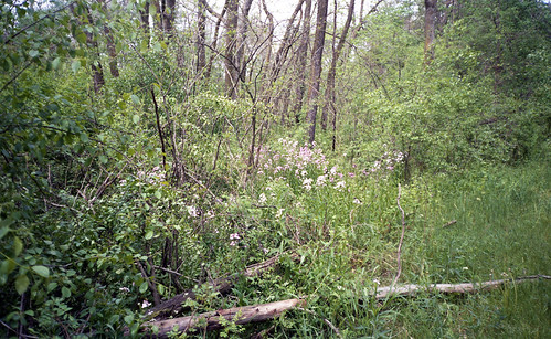 June Along The Trail | by Alan Yahnke