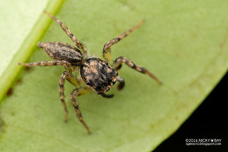 Jumping spider (Cytaea oreophila) - DSC_7662