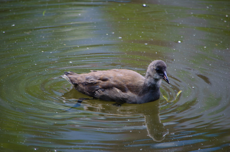 Half-grown moorhen chick, Wildside Centre