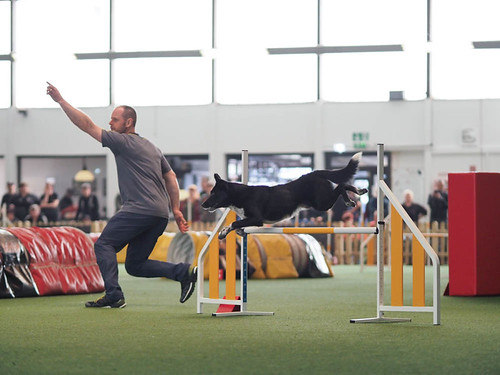 P4156037 | by Agility Photos Kirk