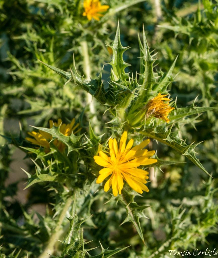 Common Golden Thistle | OLYMPUS DIGITAL CAMERA | Flickr