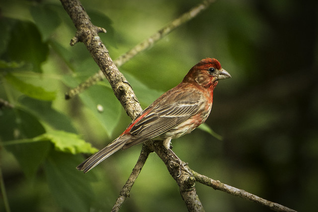 House Finch. Windsor, ON.