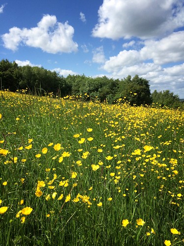 6th June - 30 Days Wild | Buttercups, as far as the eye can … | Flickr