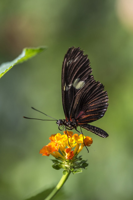 Vlinder - Butterfly-6