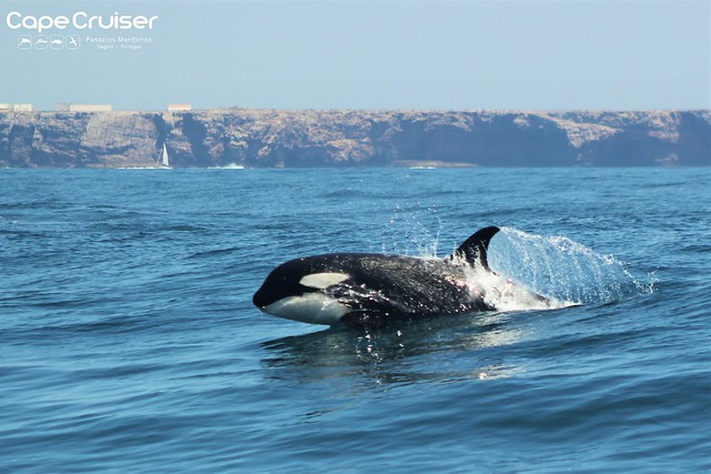 Orca / Killer Whales - Cape Cruiser - Sagres