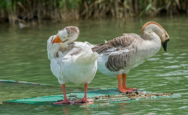 DSC2113  Swan Geese..