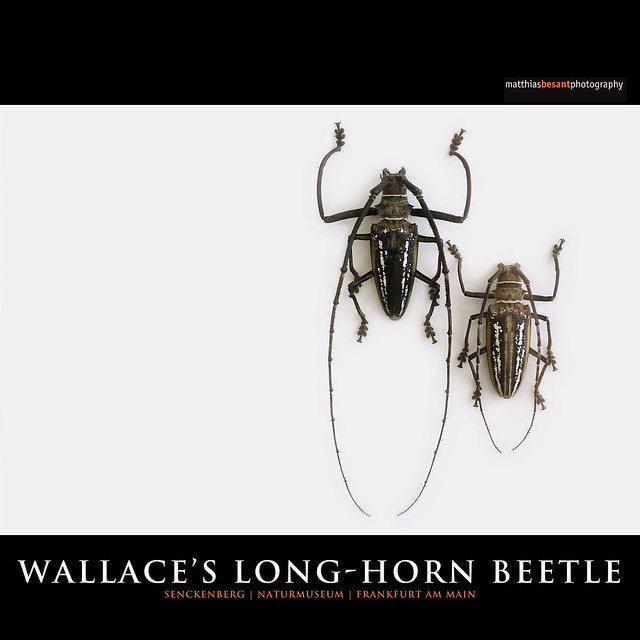 WALLACE'S LONG-HORN BEETLE