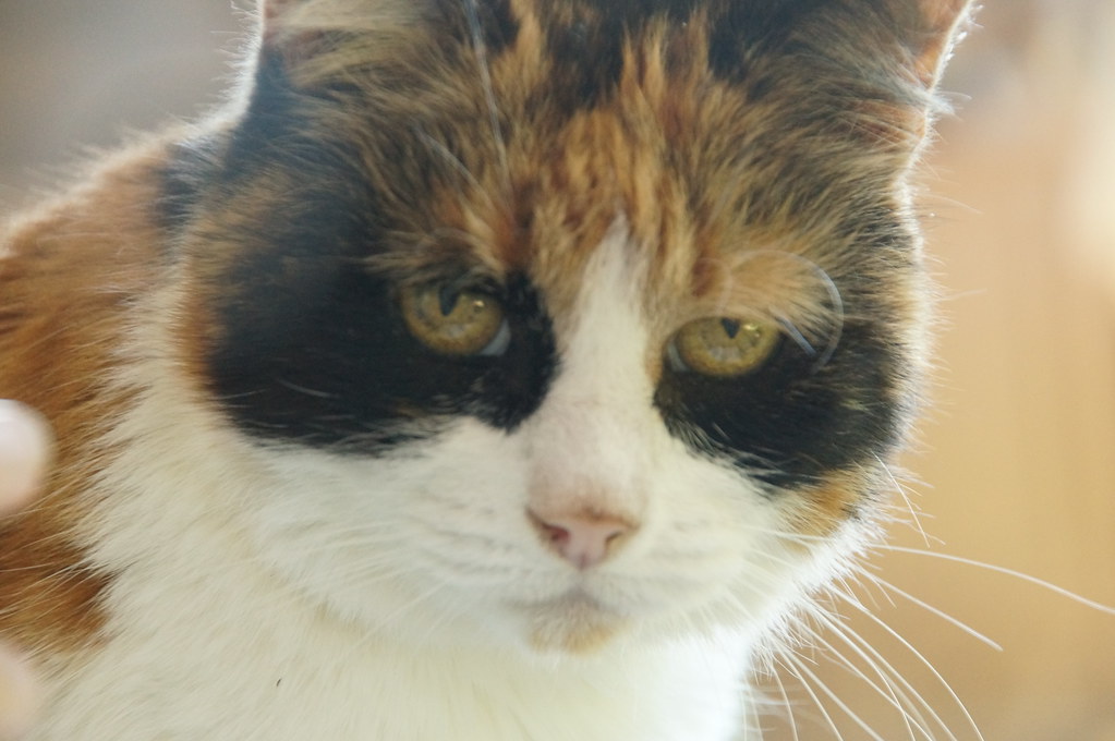 Sofie