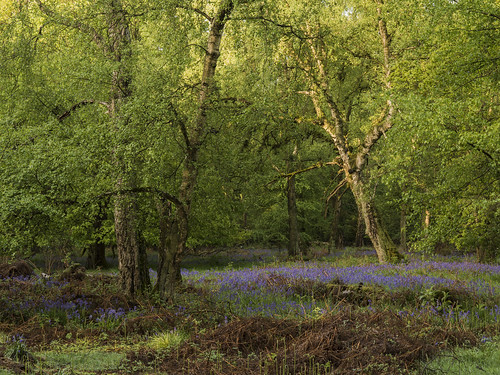 wood trees bluebells woodland nt chilterns buckinghamshire common nationaltrust bucks hertfordshire ashridge ivinghoe herts thechilterns chilternhills dacorum ashridgeestate damianward ©damianward