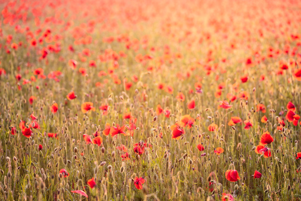 Carpet of Poppies | Looking forward to going back to this No… | Flickr