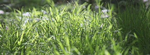sun green grass sunshine forest germany afternoon shadows walk 85mm depthoffield nikond7100