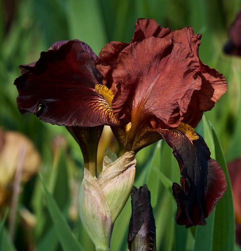 IRIS | by fruitcrow