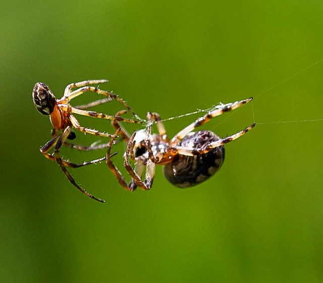 Male Garden Spider courting Female in her web
