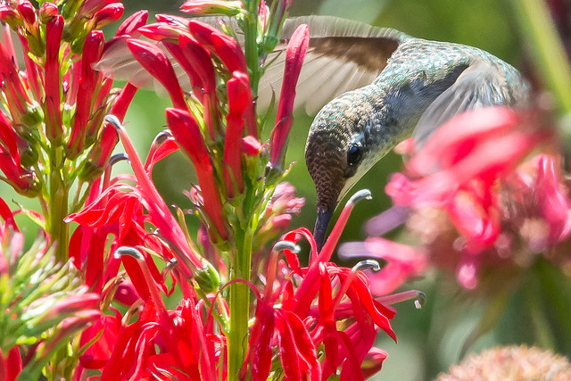 Hummingbird @ Lehigh Valley Zoo-9147