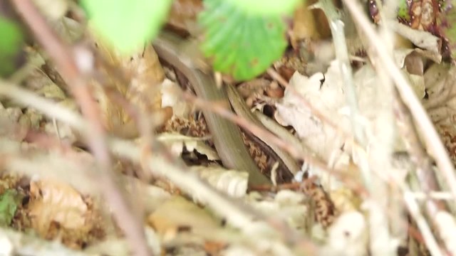 Slow-worms Mating