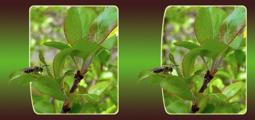 Andreninae, Mining Bee 17 - Parallel 3D | by DarkOnus