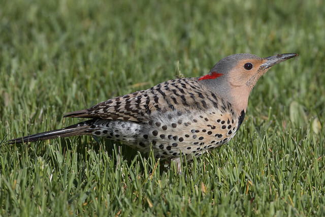 Northern Flicker (female, yellow-shafted)