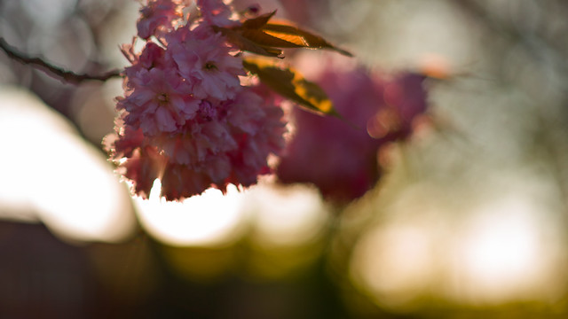 Driffield church yard - Cherry Blossom Dream
