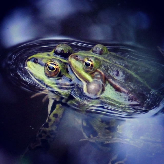 Frogs ( Explore)