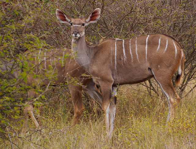 Kudu, ♀, Kruger - P4191415