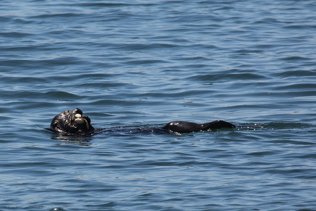 Sea otter, Enhydra lutris, eating clam floating on back. Mammal.