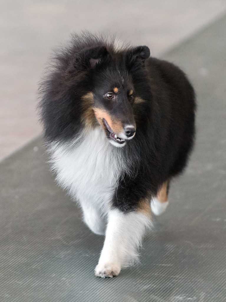 akc-gt-falls-missoula-june-2016-sheltieboy-flickr