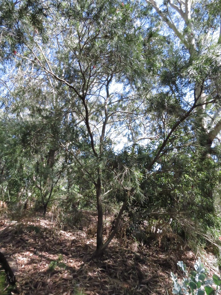 Callistemon viminalis 07102012 (3of4) Williams Creek Hammondville NSW