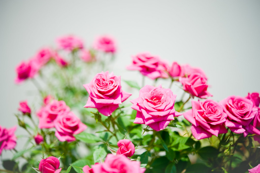 Roses | typedow | Flickr