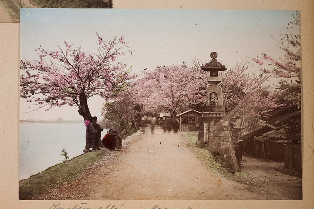 Blooming cherrie-trees in Nagasaki
