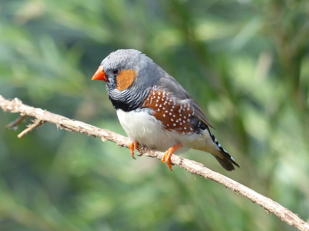 Small Bird Species - common small birds - small bird breeds - smallest bird in the world You Should Know - Zebra Finch