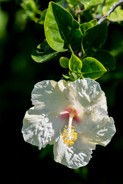 White Hibiscus, Kauai, Hawai'i, USA