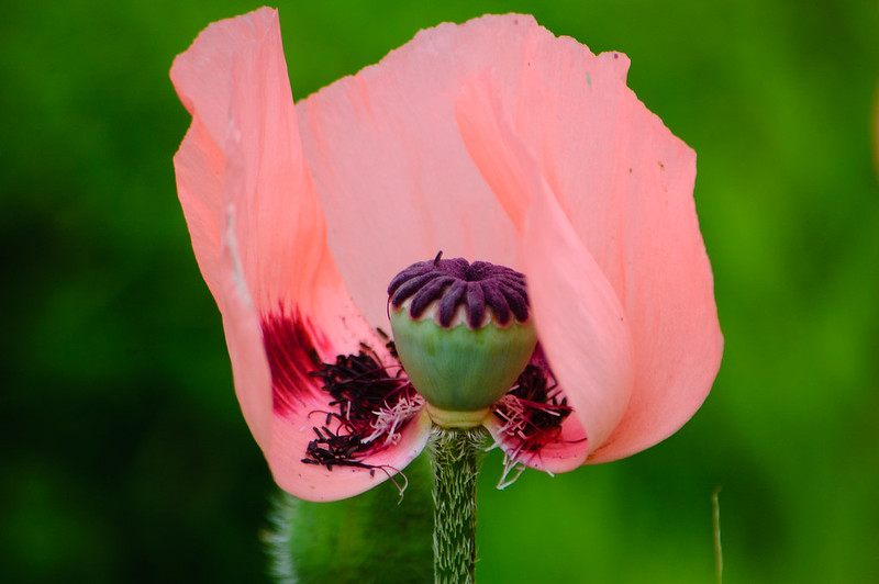 Garden poppy, Shakesperean Garden