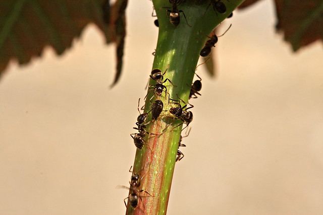 Fourmis et pucerons - Ants and aphids