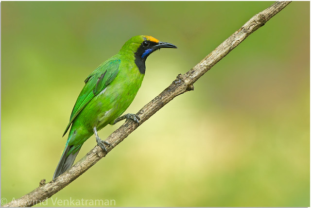 Golden Fronted Leafbird