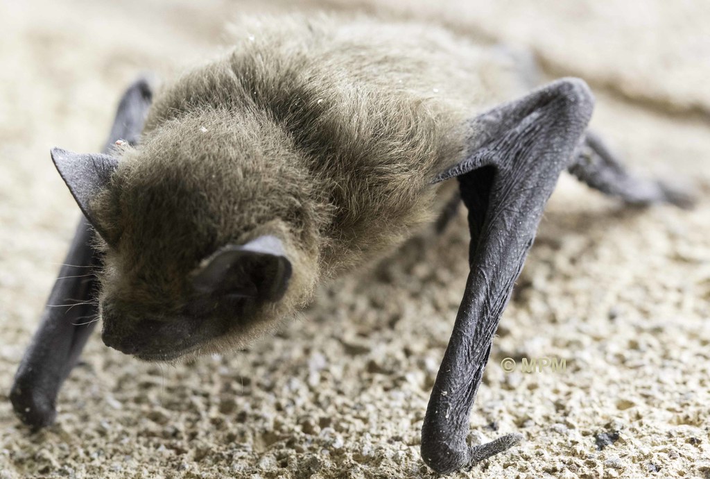 Pitel Insect Pipistrelle | This little fellahs radar & body clock needed … | Flickr