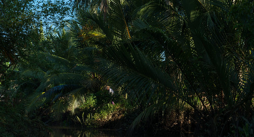 trees woman palms geotagged vietnam mekongdelta bentre rivercanal