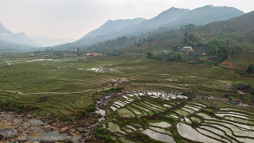 new green water weather fog start season for view rice terraces been vietnam made pa where valley fields sa has cultivation the