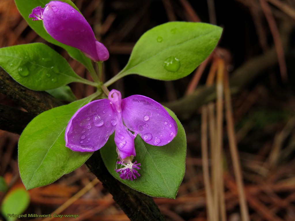 Fringed Milkwort, Gay-wings - Polygala paucifolia - Polygalaceae: Milkwort family