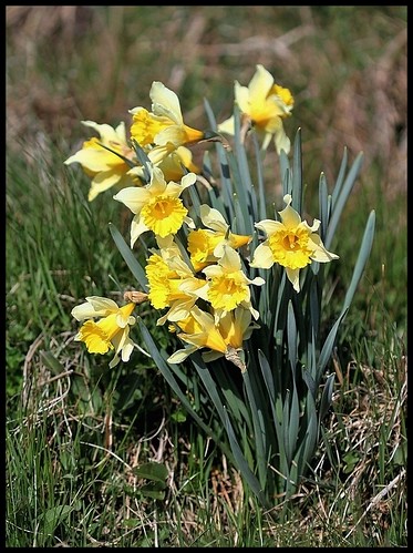 Narcissus pseudonarcissus - jonquille sauvage 27773003864_f61143ebcc