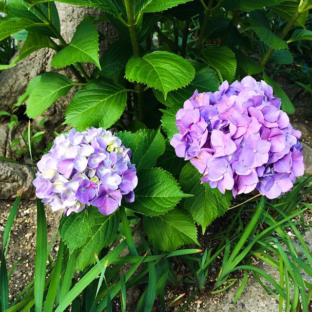 アジサイ 紫陽花 ガクアジサイの花序全体が装飾花に変化したもので古くから栽培されてきた Via Instagram Flickr
